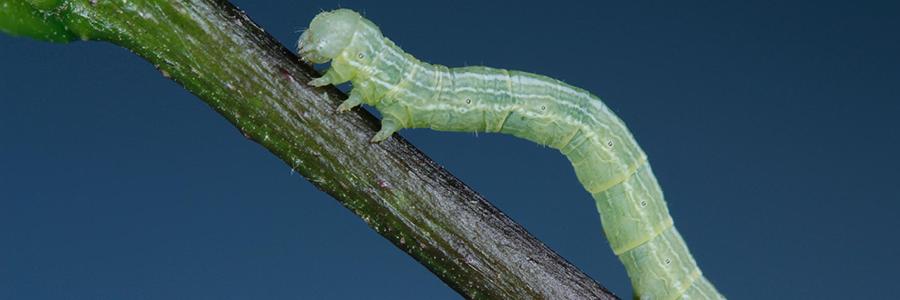 Cankerworm