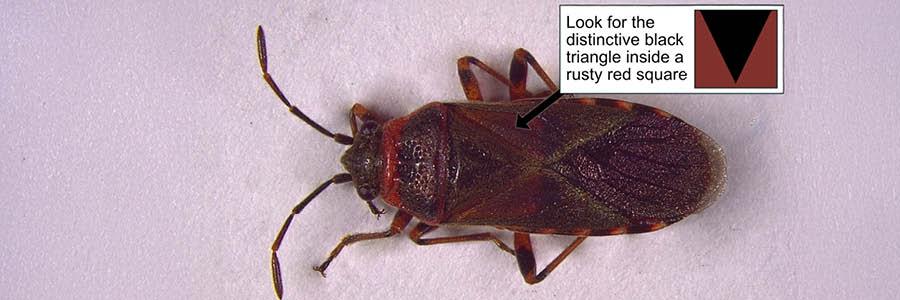 Elm Seed Bug