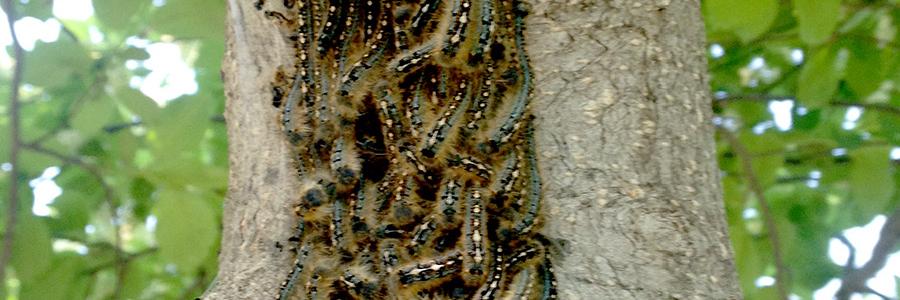 Forest Tent Caterpillar