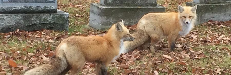 Foxes