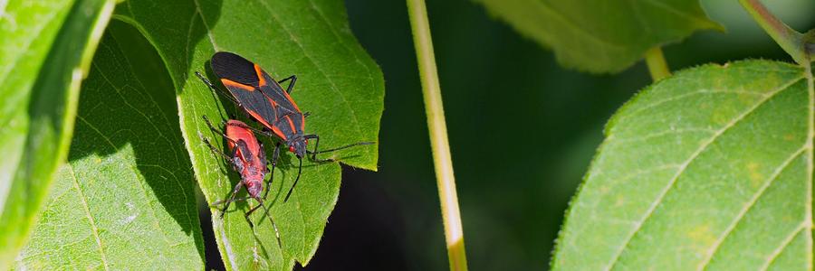 Boxelder bugs or Maple bugs