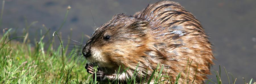 Muskrat