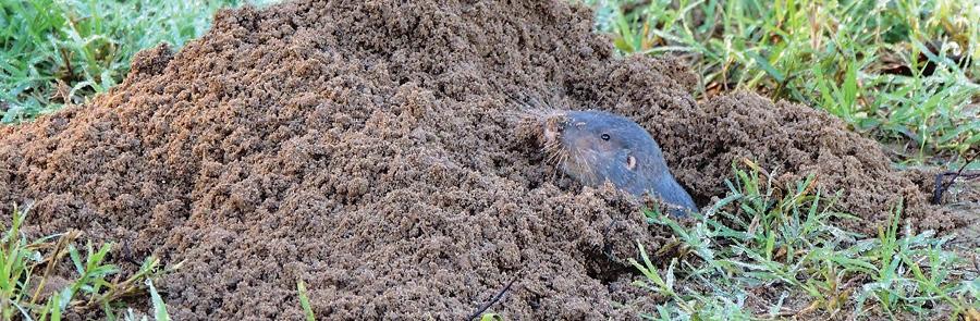 Pocket Gopher