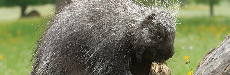 Porcupine