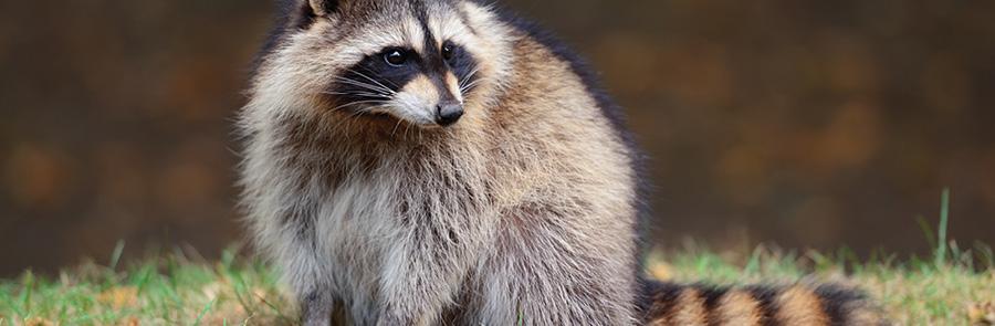 Raccoon
