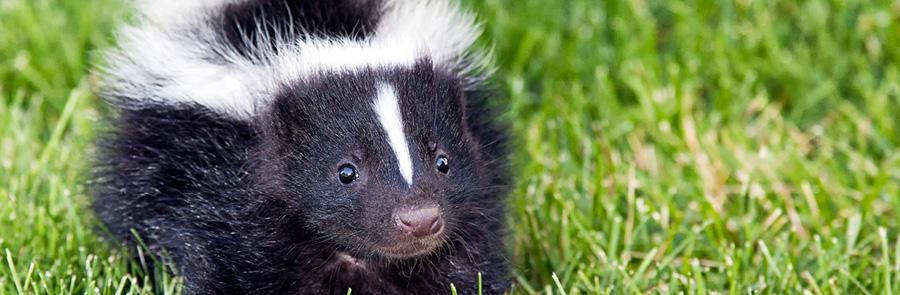 Skunks