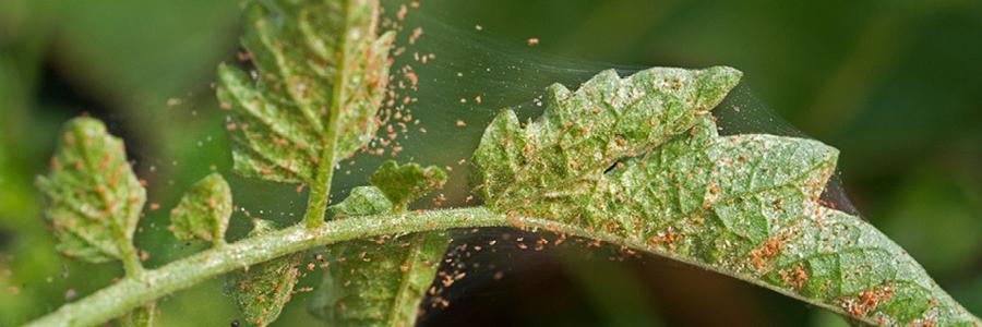 spider mites