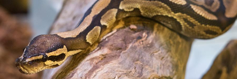 ball python