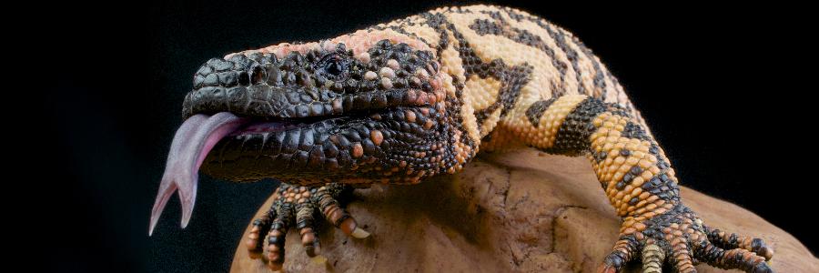 gila monster